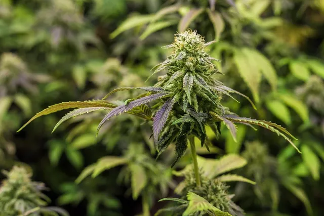 CBD : L'interdiction francaise jugée illégale