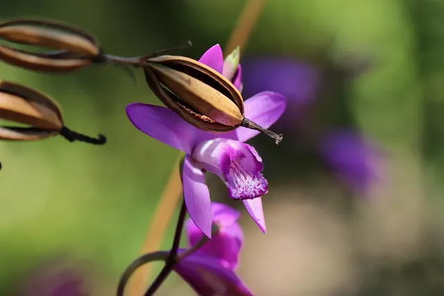 Purple queen