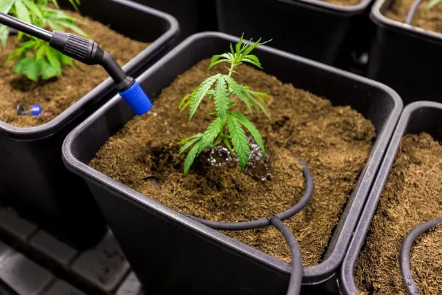CBD : L'interdiction francaise jugée illégale