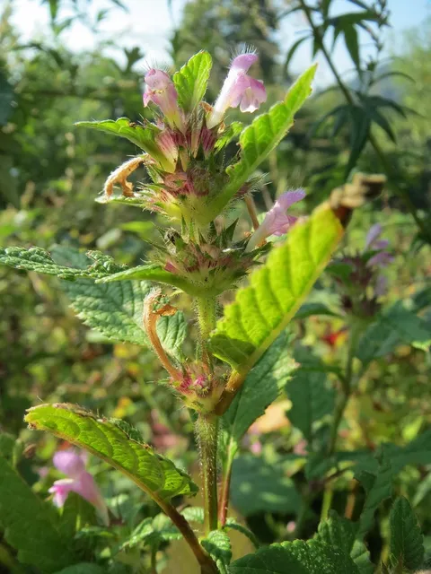 Résine HHC TNT Kush