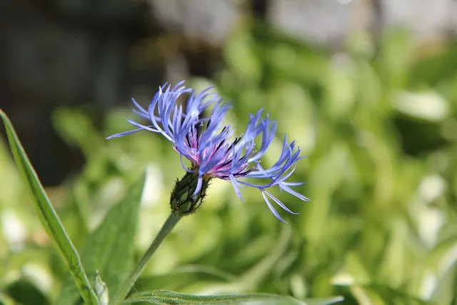 Blueberry - Fleurs CBD