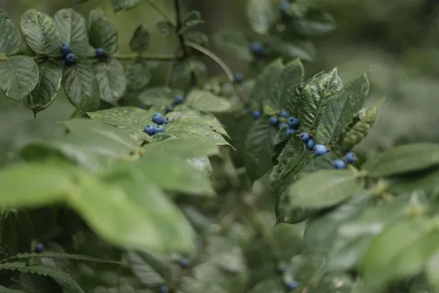 Blueberry - Fleurs CBD
