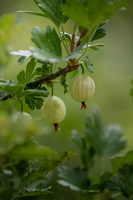 Purple Berry sous serre