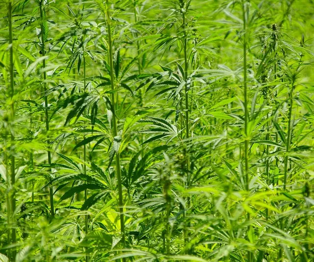 Liquides cbd