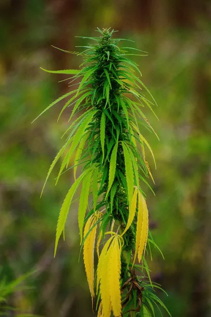 Critical Jack - Fleurs CBD