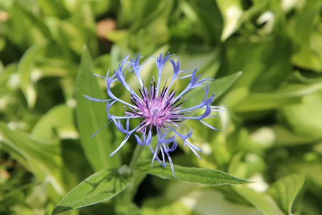 Blueberry - Fleurs CBD